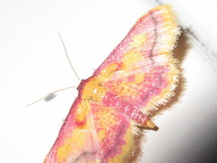 Idaea muricata