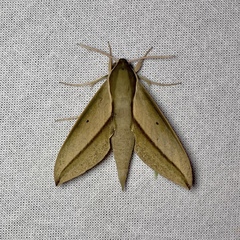 Theretra queenslandi