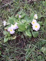 Primula vulgaris