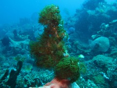 Acrozoanthus australiae