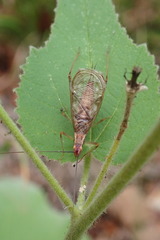 Oecanthus varicornis