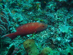 Variola albimarginata