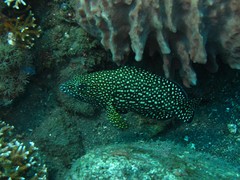 Epinephelus ongus