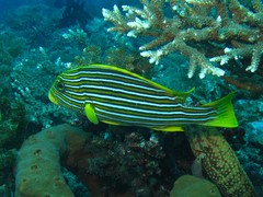 Plectorhinchus polytaenia