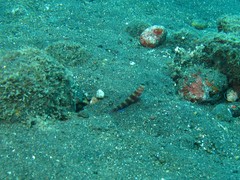 Amblyeleotris wheeleri