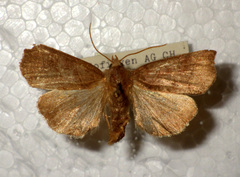 Ipimorpha retusa