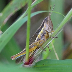 Bermius odontocercus