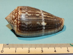 Conus monachus