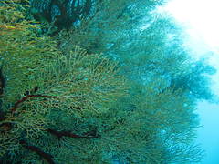 Melithaea ochracea