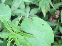 Phylloscyrtus amoenus