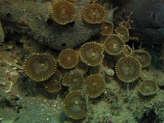 Palythoa heliodiscus