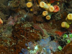 Helcogramma striata