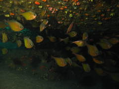 Pempheris adusta