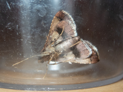 Endotricha theonalis