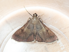 Endotricha theonalis