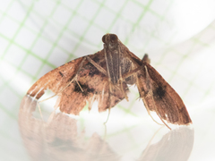 Endotricha theonalis