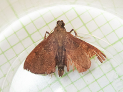 Endotricha theonalis