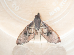 Endotricha theonalis