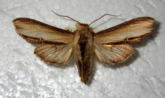 Cucullia prenanthis