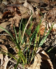 Carex digitata