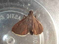 Endotricha theonalis