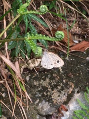 Ypthima huebneri