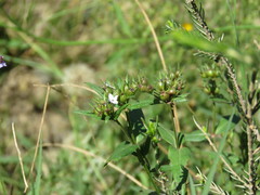 Conostomium natalense