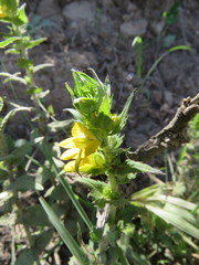 Alectra sessiliflora