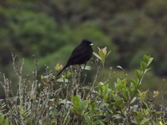 Knipolegus nigerrimus