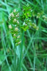 Carex muricata