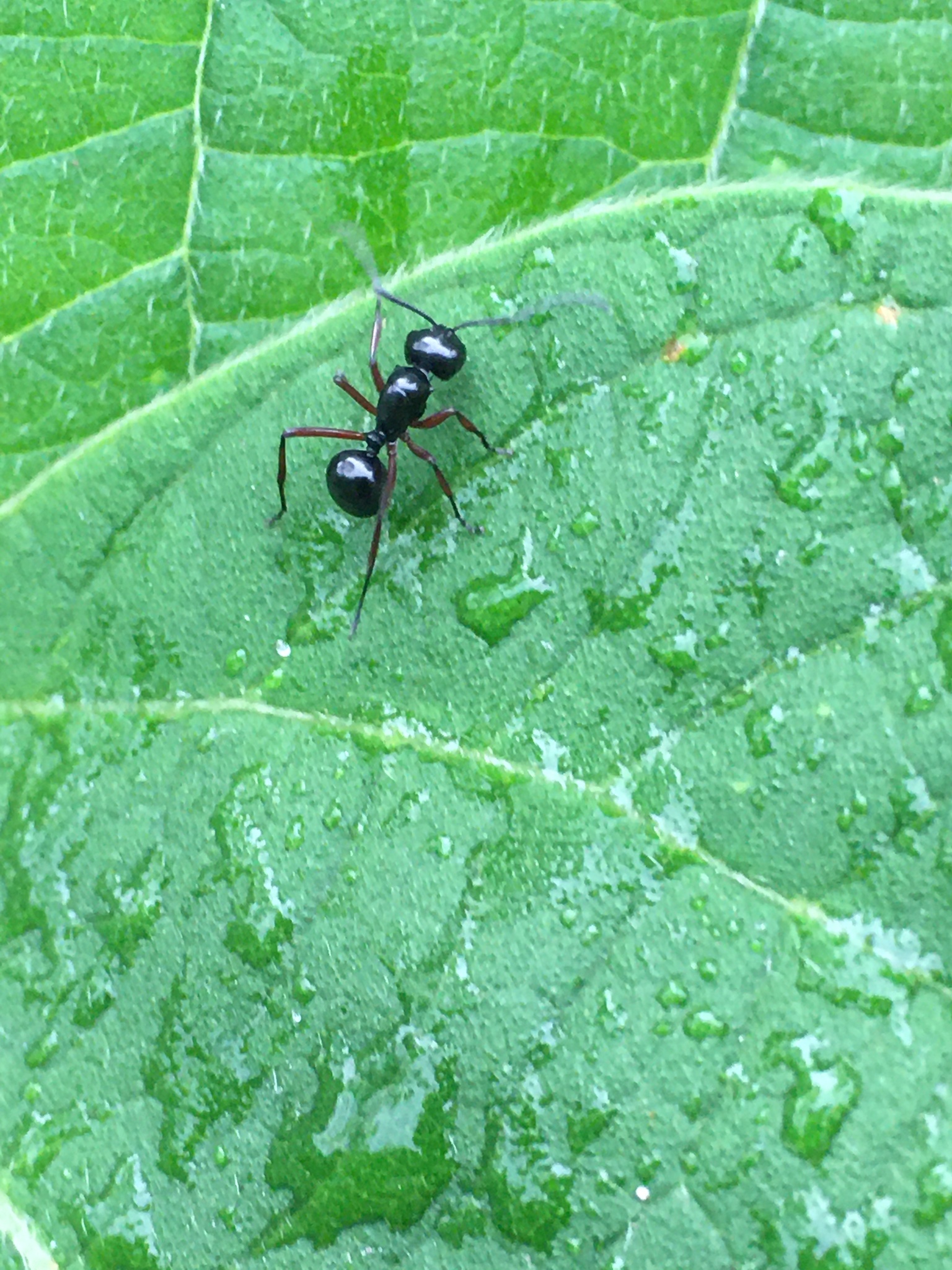 Polyrhachis laevissima