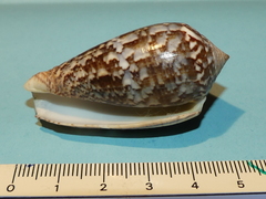 Conus monachus
