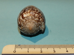 Conus monachus