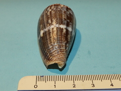 Conus monachus