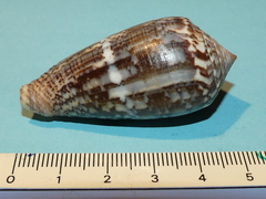 Conus monachus