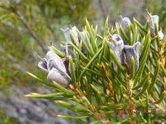 Orites acicularis