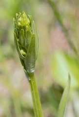 Platanthera tipuloides