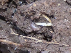 Chaetophiloscia sicula