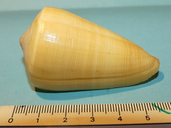 Conus quercinus