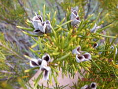 Orites acicularis