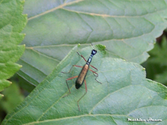 Neocollyris