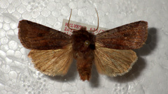 Cerastis rubricosa