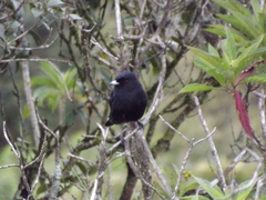 Knipolegus nigerrimus