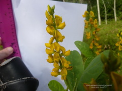 Crotalaria mitchellii