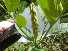 Crotalaria mitchellii