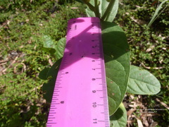 Crotalaria mitchellii