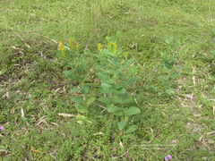 Crotalaria mitchellii
