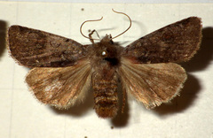 Cerastis rubricosa
