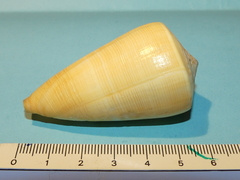 Conus quercinus