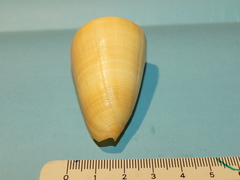 Conus quercinus